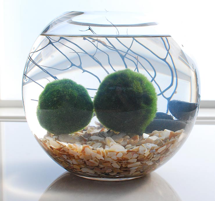 Live Moss Ball Garden Project – Do It And How