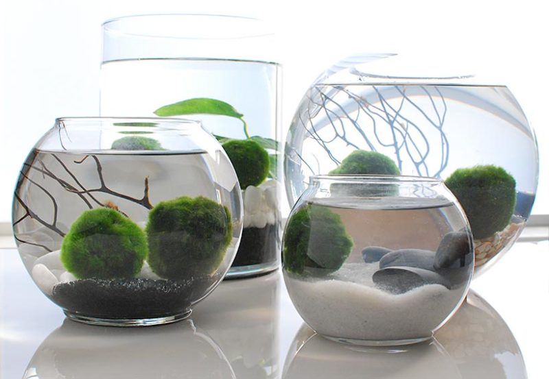 Join the Marimo Moss Ball Craze The Perfect Indoor Water Garden