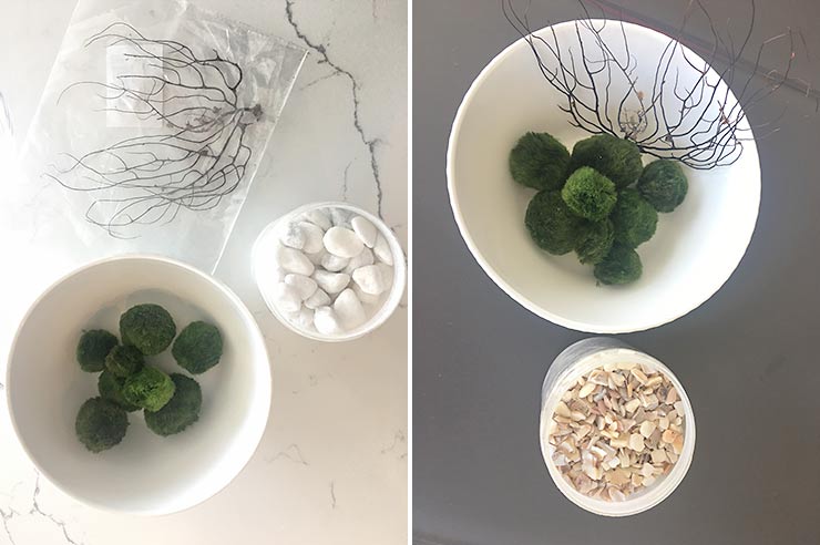 DIY Marimo Moss Ball Aquarium