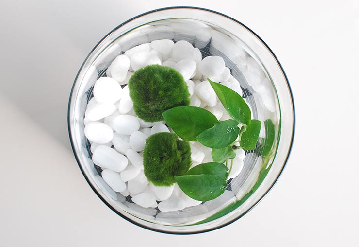 Join the Marimo Moss Ball Craze : The Perfect Indoor Water Garden