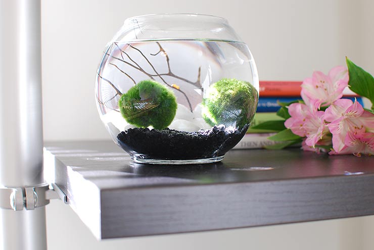 Live Moss Ball Garden Project – Do It And How