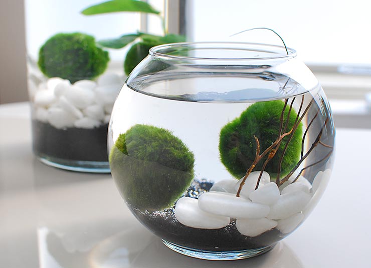 Join the Marimo Moss Ball Craze : The Perfect Indoor Water Garden •  OhMeOhMy Blog