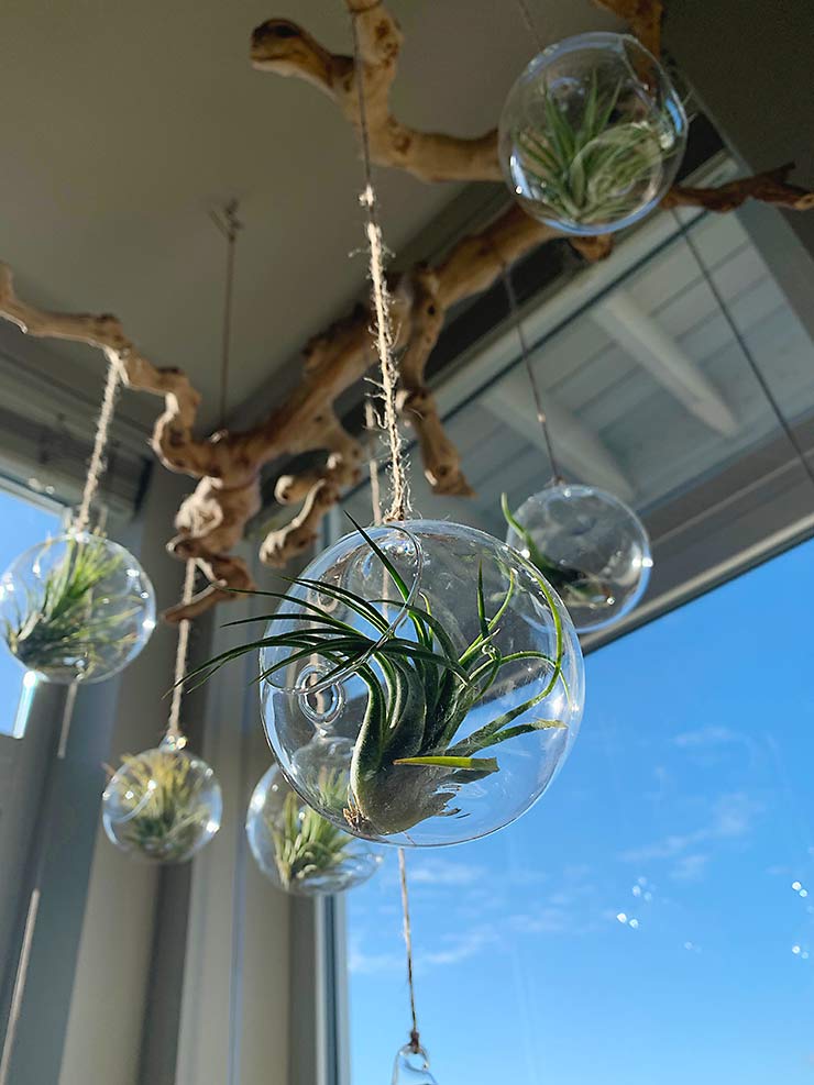 plant chandeliers