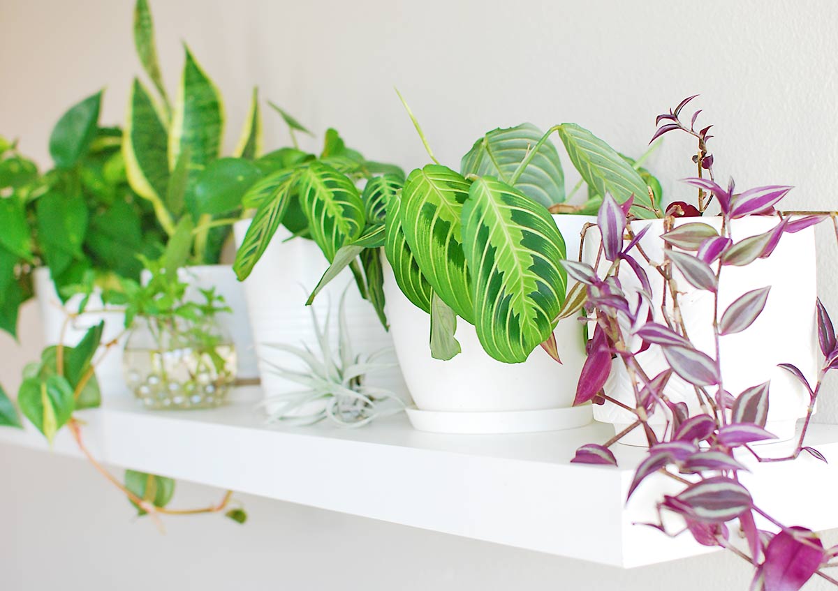 plant shelf for living room
